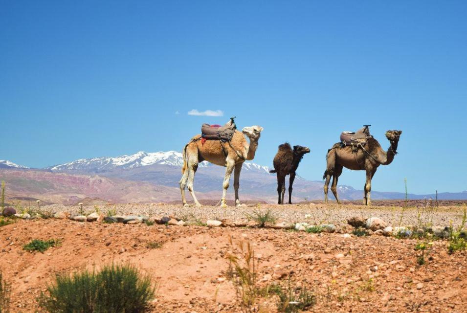 Amazigh Family Riad Imlil  Exterior foto